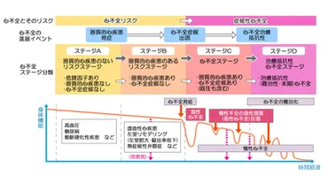 心不全の治療とは？ 心不全のステージ分類と基本方針 