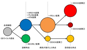 慢性活動性EBウイルス感染症の原因とがん化の仕組みを解明－名大ら 