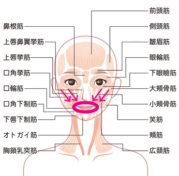 顔が若返る？】どこでも1分でできる！ほうれい線撃退・口輪筋ほぐし 