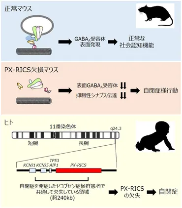 自閉症の原因となる遺伝子を特定 