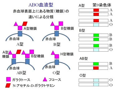 05 ABO血液型遺伝子