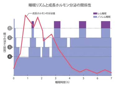 睡眠のゴールデンタイムとは？成長ホルモン分泌のための睡眠方法 