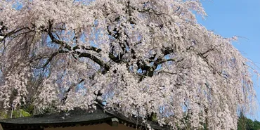 荘厳なたたずまいを見せる一本桜 