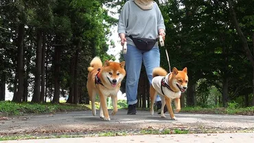 よりめのはちくんは、どんな家族？家族構成とチャンネルの秘密に迫る！よりめのはちくんの家族構成とは！？