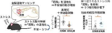 ストレスによって不安が生じる新しい神経メカニズムを発見～脳とココロのしくみの解明に期待～ 