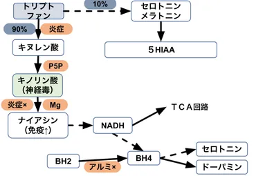 ドーパミンとセロトニンの調節法 