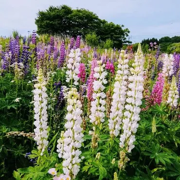 ルピナスの花言葉