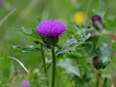 アザミの花言葉って、知ってる？アザミの花言葉とは！？