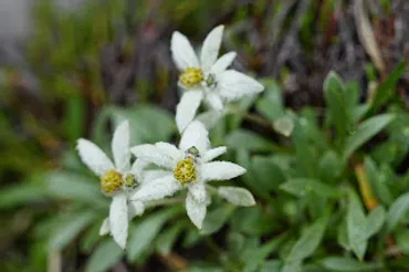 ウスユキソウ： エーデルワイスと日本の高山植物、その違いは？白い綿毛に覆われた花とは！？