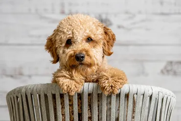 ペットショップで売れ残りが起こる理由や大きくなった子犬のその後 