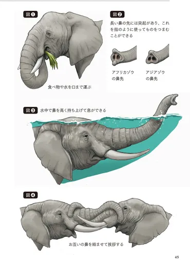 ゾウの長い鼻の秘密！ 実は、鼻だけじゃなかった… ／『カメの甲羅はあばら骨』③ 