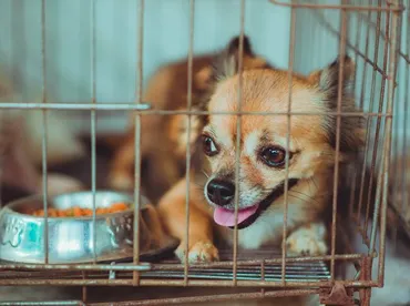 ペットを守るはずの「新ルール」で゛繁殖引退犬゛の遺棄が増加するジレンマ、日本に欠けた動物福祉の視点 