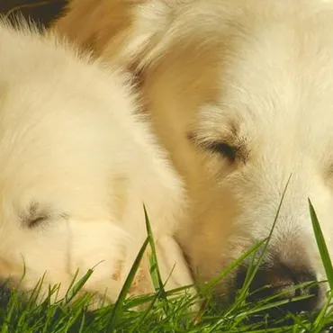 繁殖引退犬を迎えるために。里親になる方法や注意点などを解説 