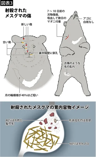 胃袋からは人間の髪の毛や耳が…4人死亡､4人重軽傷｢本州最悪の殺人熊｣はなぜ人を襲ったのか【2022下半期BEST5】