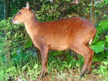 キョンが日本の生態系を脅かす！？～外来生物キョンの現状と対策～キョン問題とは！？