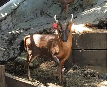 キョンの推定生息数（令和4年末）