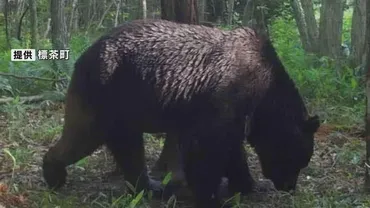 牛襲うヒグマ「OSO18」の死では終わらない…「子牛がクマに襲われ、4頭死んでいる」いま振り返りたい教訓