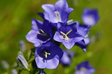 カンパニュラ（フウリンソウ）の花言葉