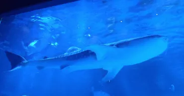 のとじま水族館、地震被害でジンベエザメ死亡!?水族館の再開と動物たちの安否とは!!?