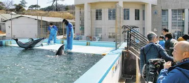 のとじま水族館のカマイルカ、避難先の越前松島水族館で元気な姿 17日から展示開始：中日新聞Web