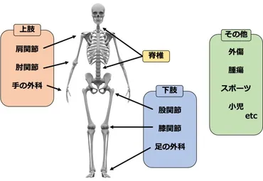 整形外科医になるには？道のりとは！？