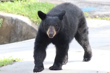 使わなくても衰えないツキノワグマの筋肉 冬眠期に省エネモードに 