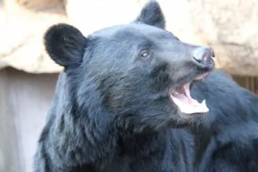 クマの危険性を知ろう！島根県ではツキノワグマは絶滅の危機！？ 