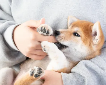 はじめて子犬を迎える際の準備は？飼い方、心構えなどについても解説 