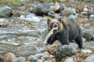 クマの登山者襲撃で知る、その生態