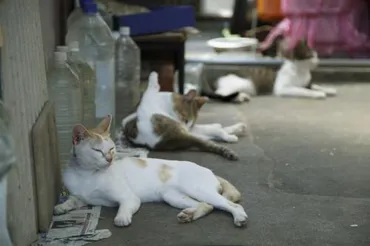 近所の野良猫に餌やり なにか問題はある？ 弁護士が解説 