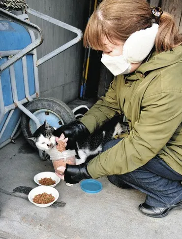 地域猫活動 守る命と街 「野良」管理しながら減らす ふん害などのトラブル解消：東京新聞 TOKYO Web