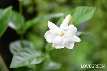 ジャスミン（茉莉花）の花言葉