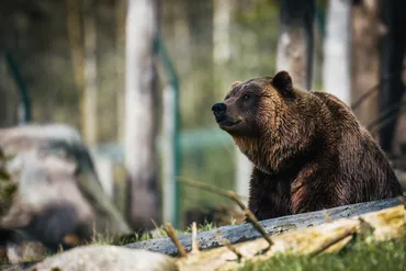 ヒグマって、実は〇〇？長期モニタリング調査から見えてきた驚きの真実ヒグマの生態と保護管理の未来とは！？