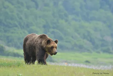 ヒグマはなぜ街に下りてくるのか？ 