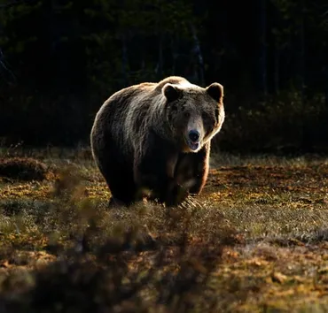 ヒグマ生態を40年間調査 北大の学生サークル「クマ研」が成果 