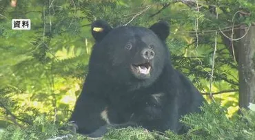 長野県でツキノワグマ出没！注意報が延長されたってホント？秋のクマ注意報、その真相とは！？