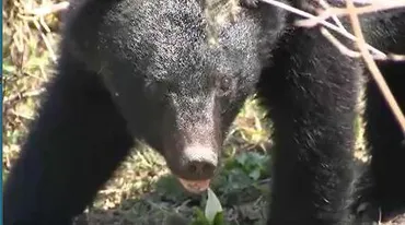 初の【クマ出没警報】長野県の上伊那、北信、北アルプス、佐久、木曽の5地域に発令…いずれも目撃件数が急増、人身被害過去10年で最多の10件、注意喚起と広域パトロールを実施  