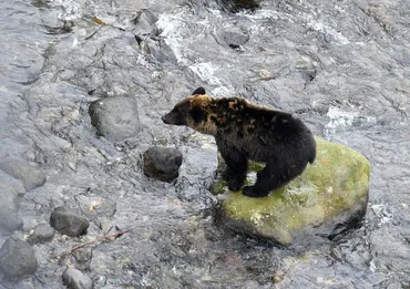 知床半島でヒグマと遭遇する確率は？ヒグマとの共存とは！？