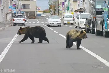 ヒグマの被害を防いで暮らす