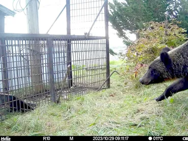 クマ情報で出動、羅臼町で最多４８３件 １日現在 捕獲激増６７頭、被害も：北海道新聞デジタル