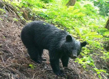 千葉県にはクマがいない? 本州で唯一、生息未確認 その理由は 