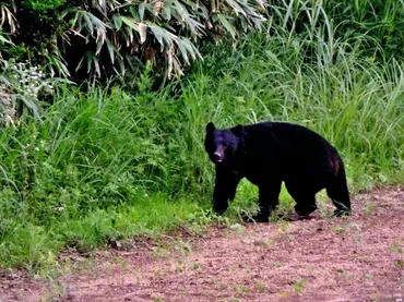 クマとの遭遇に備えて覚えておきたい行動パターンは？専門家に聞いた！（後編）