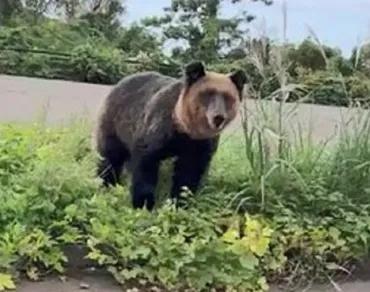 クマの駆除、なぜこんなに批判されるの？駆除に対する声は、賛否両論!!?