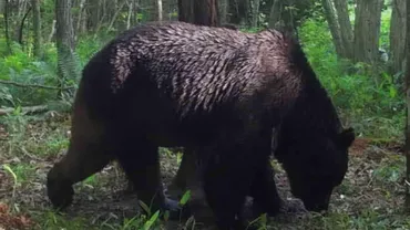 OSO18以上のクマがいる」地元ハンターが鳴らす警鐘…共存のハードルが高いからこそ、今すぐに