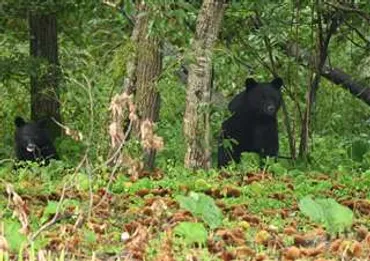 クマと人間の距離感? - 共存への道を探る -増加するクマと対策の分岐点とは!?