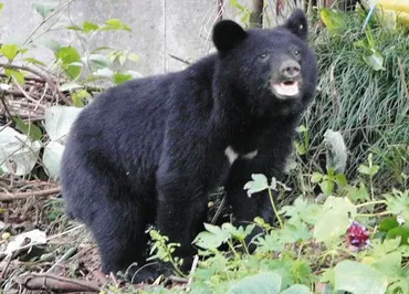 甚大なクマ被害 共生への道を探りたい：中日新聞Web