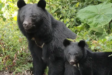 秋田県でクマ3頭駆除》「爪でバッサリ、鼻をとられた」クマによる人身被害が激増する地元のリアルな深刻度