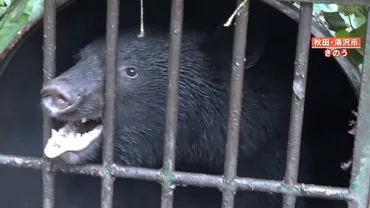 過去最悪】クマによる人的被害最多・秋田県のクマ捕獲現場に密着取材 利益が半分になってしまうリンゴ園も…