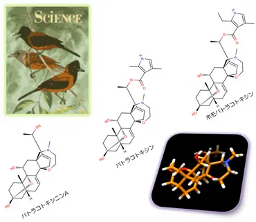 バトラコトキシン (batrachotoxin) 