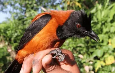 ニューギニア島でヤドクガエルと同型の神経毒を羽毛に持つ毒鳥を